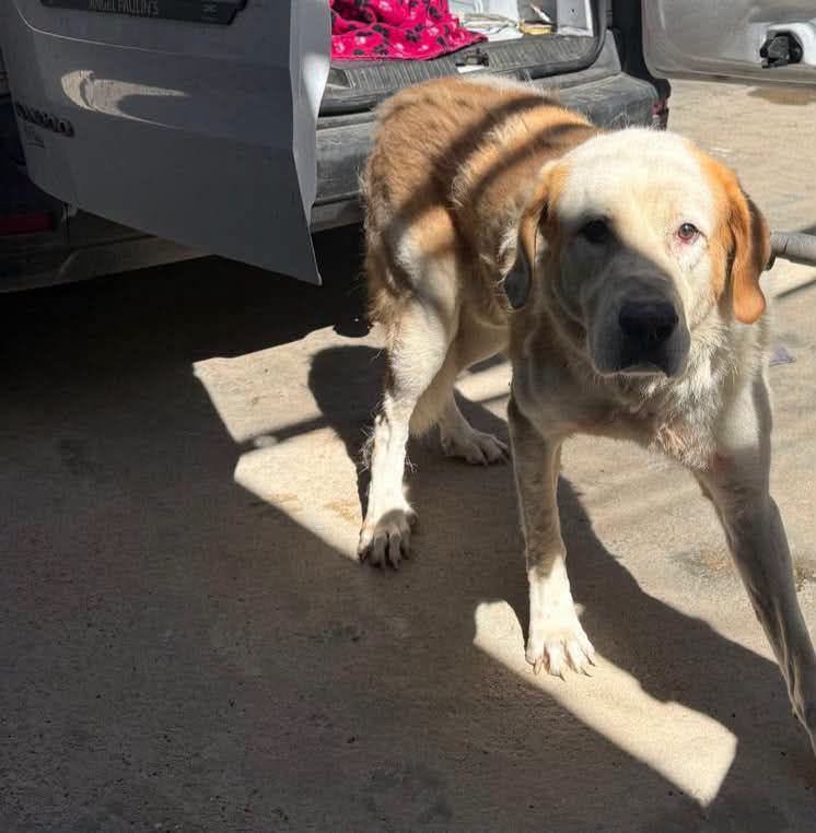 SosAbuelos1's tweet photo. #MURCIA
#TATE es este guapo de 8 años que inicia su estancia en la perrera 𝗟𝗼𝘀 𝗜𝗻𝗳𝗶𝗲𝗿𝗻𝗼𝘀. 

Es grande y casi abu, por lo que no le lloverán las ofertas de adopción

No dejes que llegue el invierno con Tate encerrado ¡Conócelo!

Puede viajar
WhatsApp 613 05 91 45 https://t.co/dwDQN4ZTe5