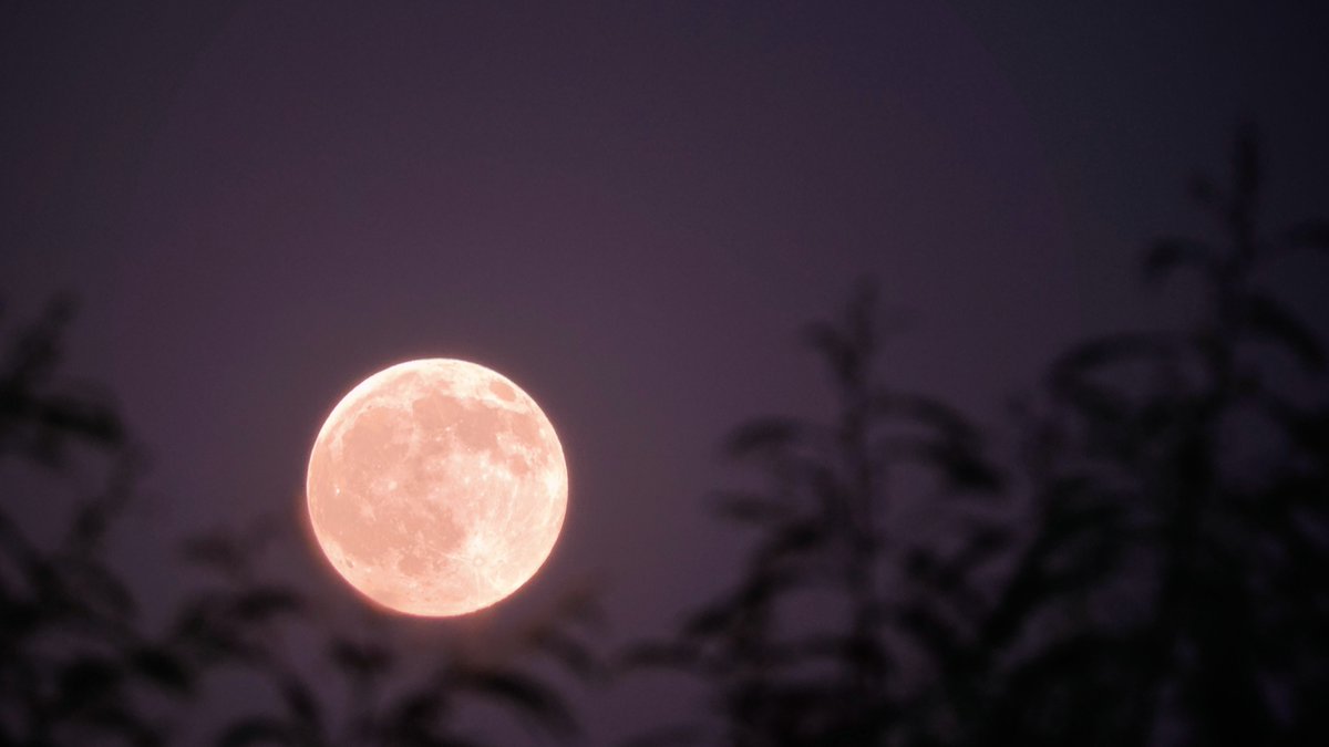 SalmanNaseer's tweet photo. It's gorgeous 

#HarvestMoon #FullMoon https://t.co/m1AOyzYQtV