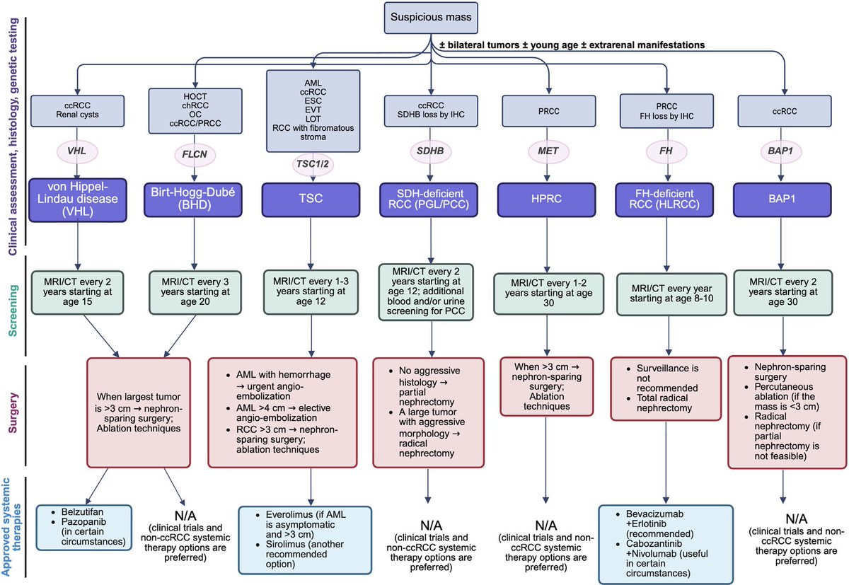 LiangChengMD's tweet photo. I am delighted to share our recent article published in European Urology (Journal Impact Factor: 29) @EUplatinum - “Hereditary Renal Cancer Syndromes: Redefining Clinical Management in the Era of Precision Medicine” (PMID: 42580957), written by Dr. Fanni Santa, @FV_Santa an arising star in our field. 

Hereditary renal cancers account for an estimated 3–5% of renal cell carcinomas, yet many affected patients remain unrecognized and never undergo germline testing. Our article highlights the growing importance of identifying hereditary disease and emphasizes that surveillance and treatment should increasingly be guided by tumor biology, molecular classification, and genetic testing.

The therapeutic landscape is rapidly evolving. HIF-2α inhibition has established proof of principle for genotype-directed therapy in VHL-associated RCC, while emerging strategies include next-generation HIF inhibition, immunotherapy-based combinations, metabolism-directed therapies for FH- and SDH-deficient RCC, and biomarker-driven approaches to improve risk stratification and treatment selection. 

Important challenges remain: refining risk-adapted surveillance, optimizing intervention thresholds, developing syndrome-specific systemic therapies, and generating stronger prospective evidence. International registries integrating genotype, tumor growth, treatment history, renal function, and cancer-specific outcomes will be essential for moving the field toward more precise and dynamic management. 
The future of hereditary kidney cancer care lies in integrating pathology, germline genetics, surveillance, surgery, and pathway-directed systemic therapy to deliver truly individualized precision medicine.

Article is available for free download: https://t.co/lWvVZkYrir