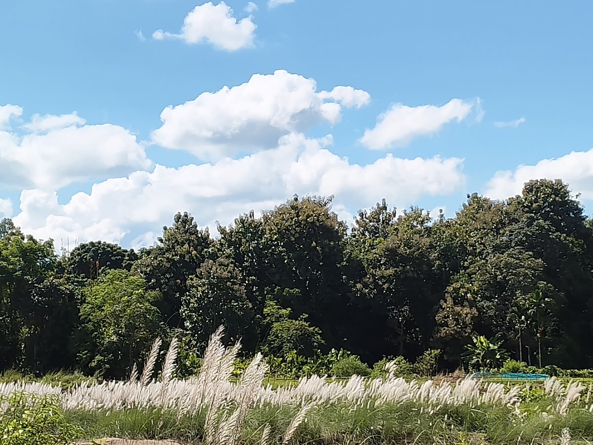 SanjitDatta194's tweet photo. It is Noon. It is #Autumn's noon. Find the beauty here at our #Chebri, #Khowai, #Tripura,Today, on 26/09/2026
#nature #narural
#BeautyOfNature #NaturalBeauty
#NaturePhotography #NatureBeauty
#naturelovers #NatureVideography
#Catkins #Flowers #FlowersBeauty
#NatureBeautiful https://t.co/AIbAYbXGLp