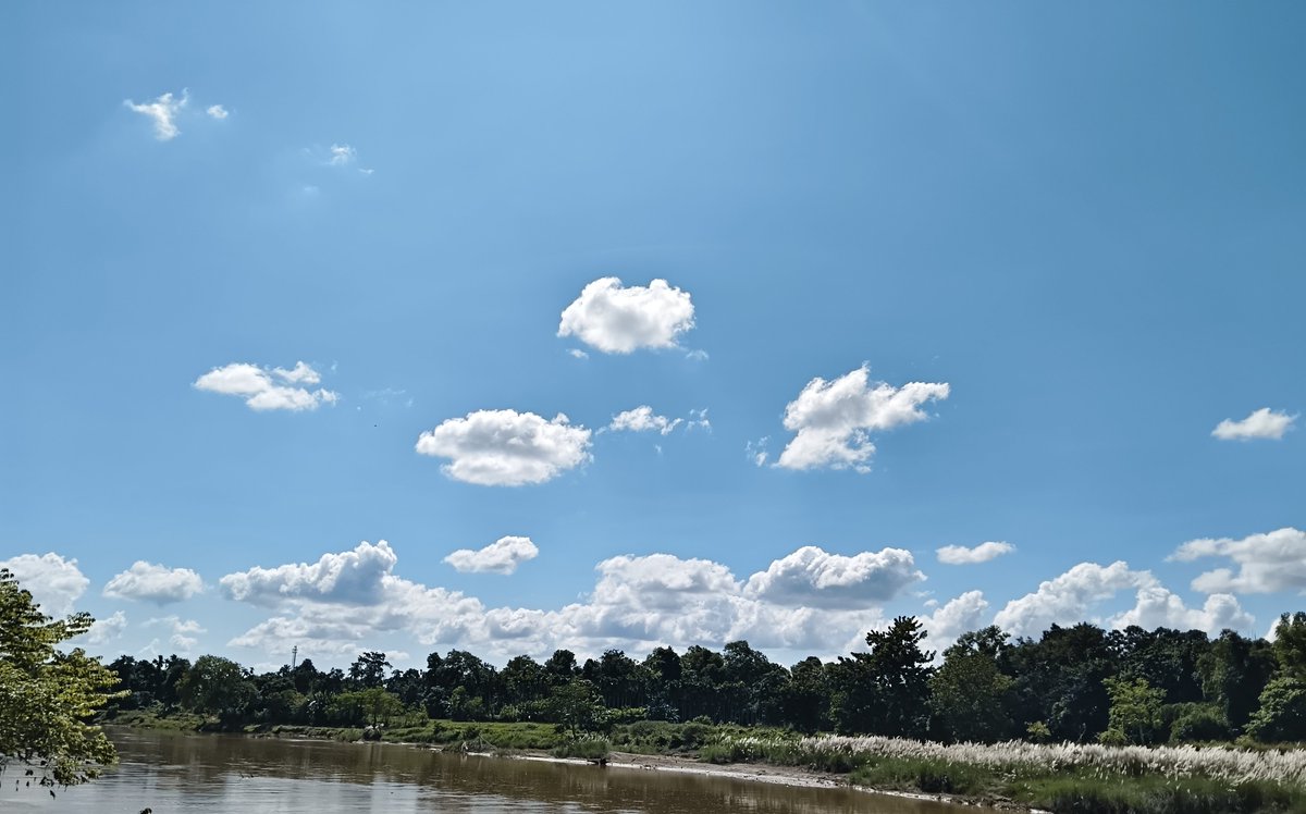 SanjitDatta194's tweet photo. It is Noon. It is #Autumn's noon. Find the beauty here at our #Chebri, #Khowai, #Tripura,Today, on 26/09/2026
#nature #narural
#BeautyOfNature #NaturalBeauty
#NaturePhotography #NatureBeauty
#naturelovers #NatureVideography
#Catkins #Flowers #FlowersBeauty
#NatureBeautiful https://t.co/AIbAYbXGLp