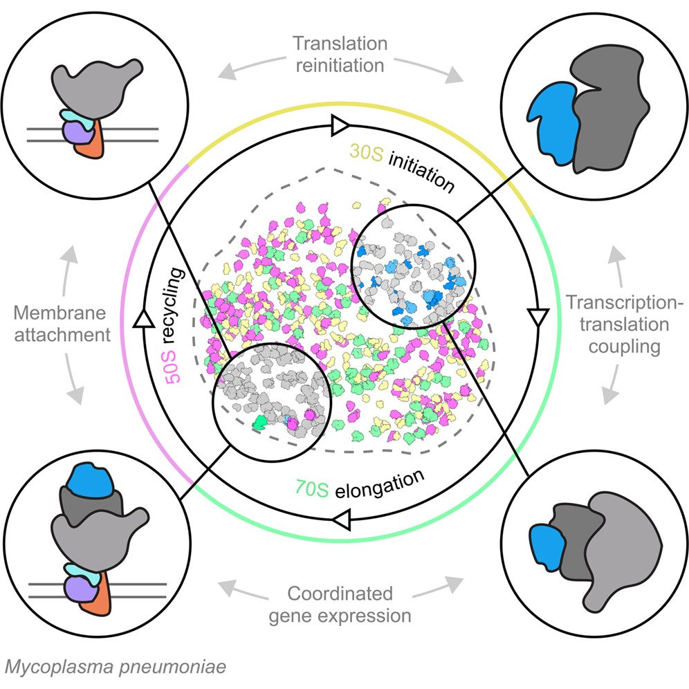MicrobesInfect's tweet photo. Single-cell visual proteomics of a minimal bacterium reveals structural coordination of gene expression machineries.

Cryo‑ET maps reveal coordinated bacterial translation &amp; transcription within native single cells.

https://t.co/gU4e1ijHQ9 #OpenAccess #microbiology https://t.co/O6bRZ0kZXU