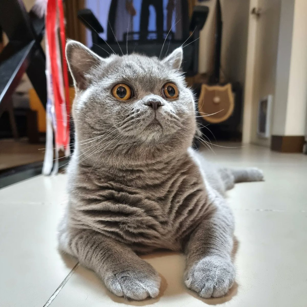 harperhernogmn's tweet photo. Tonton is apparently ready to compete in floor exercises. https://t.co/ZHRQVIfEfd