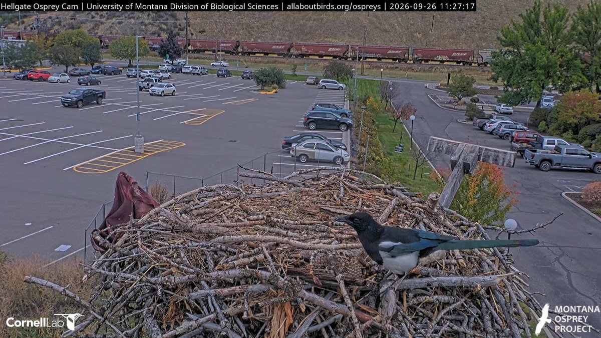 HellgateOsprey's tweet photo. 11:27, 9/26 Black-billed Magpie returns to collect a little more nest material #HellgateOsprey https://t.co/YnP5okBaga