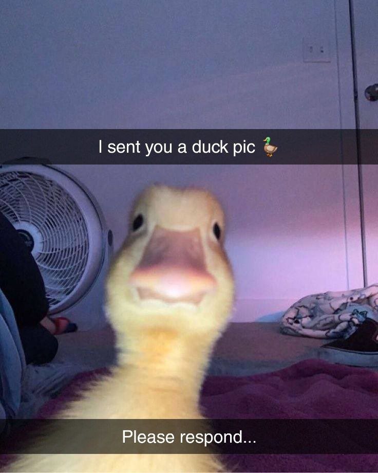 harold_onsol's tweet photo. did u like my duck pick? https://t.co/AN05Uf2OBy