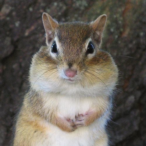 ilikewonami's tweet photo. Hello Minami animal variant number 57 https://t.co/Gw3iNi8F4v