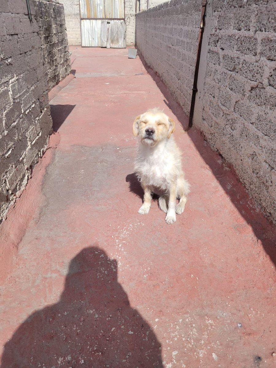 VIBRAmascotas's tweet photo. Me quedé sin internet un rato 
Pero , ahora tenemos una perrita más 😰😰😰
Está en celo , no podíamos dejarla 😞😞
Además tiene una patita lastimada. 
Estaremos actualizando 

Si alguien puede apoyar con alimento se lo agradeceríamos mucho.  
https://t.co/P09OoQKw9I

Banco Azteca 
Diana Carolina Rosales Pérez
CLABE 127180013430278263 
TARJETA 4027660008598593

BANCOMER
Diana Carolina Rosales Pérez 
4152314199269617
Clabe 012180015995475465

Spin Oxxo 
4217 4700 5339 4454

Paypal  (nos cobra comisión) 
https://t.co/Gc82EZ7Ps0