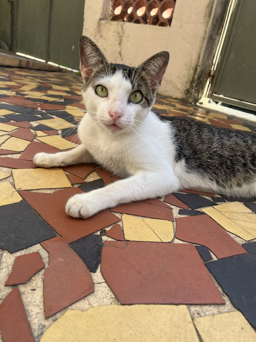 vaidesmaiar's tweet photo. JUNINHO PRECISA DE UMA FAMÍLIA!
Ele convive bem com outros gatos. É muito bonzinho.
Os gatinhos que faziam companhia para ele morreram e agora ele fica sozinho em uma casa abandonada. 
Está em São Gonçalo, RJ, mas posso levá-lo até a pessoa pelo RJ. 
Me ajude divulgando! https://t.co/k9OQAe7plB