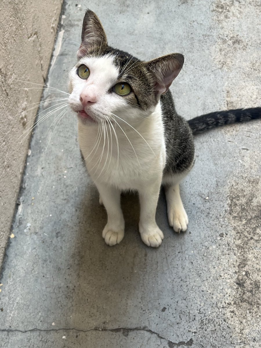 vaidesmaiar's tweet photo. JUNINHO PRECISA DE UMA FAMÍLIA!
Ele convive bem com outros gatos. É muito bonzinho.
Os gatinhos que faziam companhia para ele morreram e agora ele fica sozinho em uma casa abandonada. 
Está em São Gonçalo, RJ, mas posso levá-lo até a pessoa pelo RJ. 
Me ajude divulgando! https://t.co/k9OQAe7plB