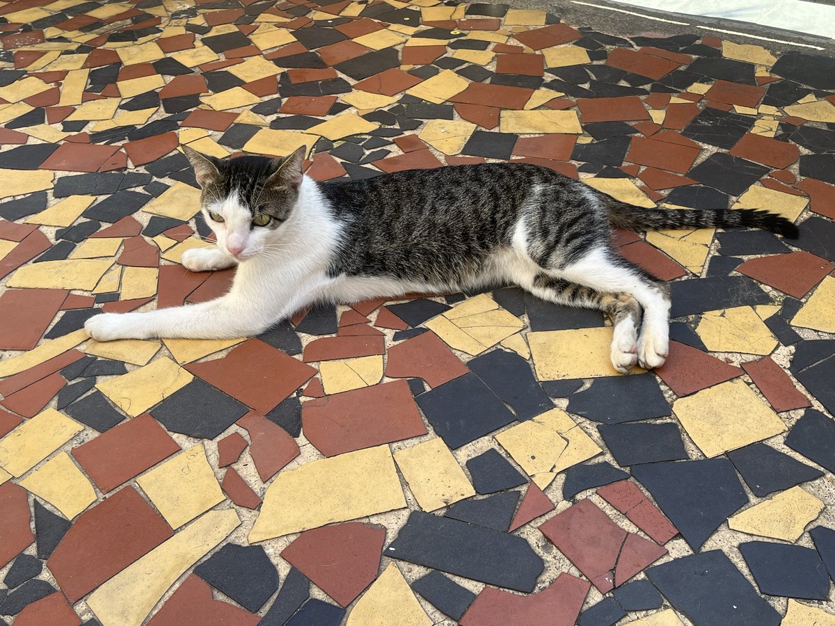 vaidesmaiar's tweet photo. JUNINHO PRECISA DE UMA FAMÍLIA!
Ele convive bem com outros gatos. É muito bonzinho.
Os gatinhos que faziam companhia para ele morreram e agora ele fica sozinho em uma casa abandonada. 
Está em São Gonçalo, RJ, mas posso levá-lo até a pessoa pelo RJ. 
Me ajude divulgando! https://t.co/k9OQAe7plB