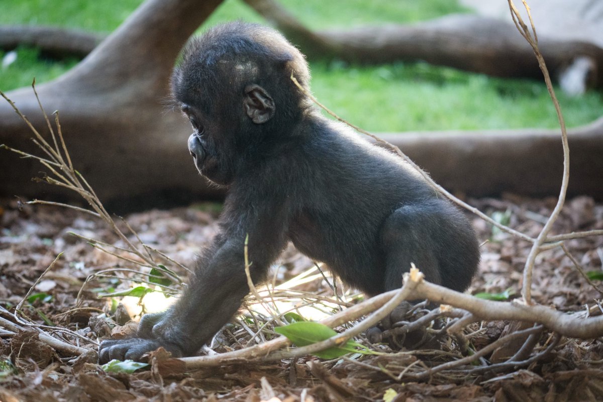 gorilla_tiny's tweet photo. ready to jump https://t.co/kkAlnoPqWg