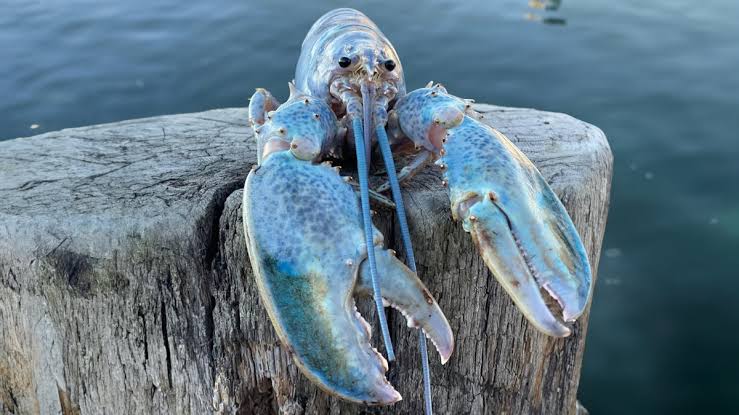weird_gifs's tweet photo. Hello. It's me, the blue lobster. Do you remember our fun and troubles? I hope so. https://t.co/HGVkIlhKrI