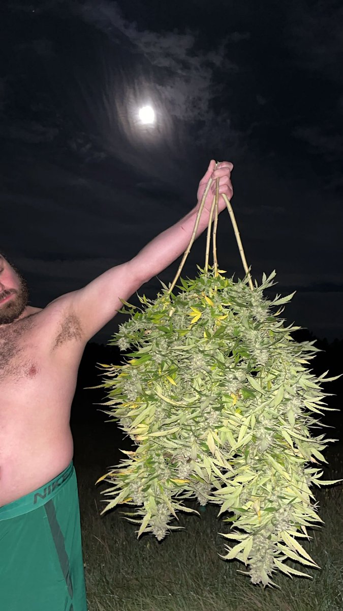 unimpresst's tweet photo. Harvested our very first cannabis plant at 3:30am last night under the full moon because of all the rain in the forecast https://t.co/5hU3Yojb3Q