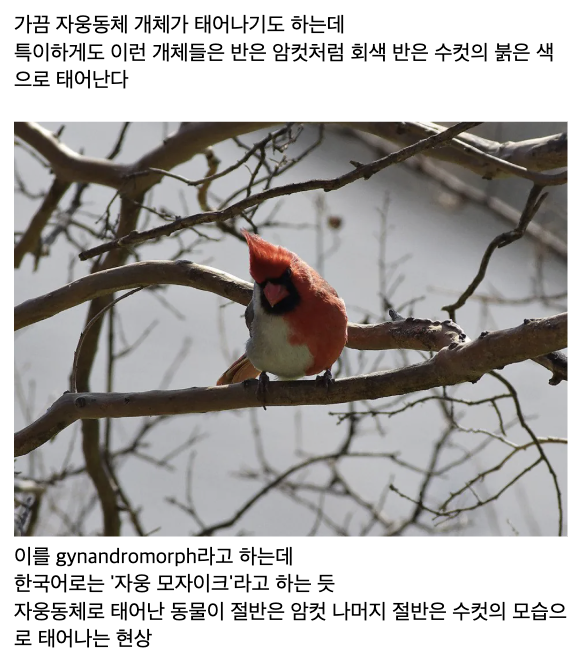 laterinfo_'s tweet photo. 아니 진짜 아수라백작같이 생겼네... https://t.co/10OwozOUHQ