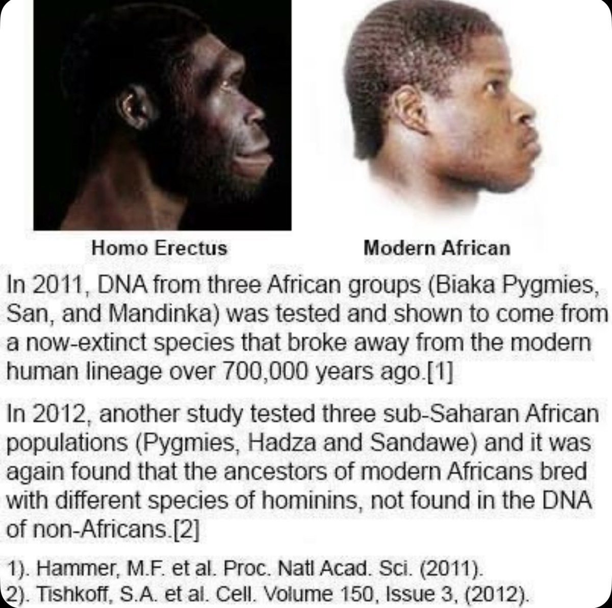 WhyNotClub2222's tweet photo. Niggers need to fucking go back to their shithole African countries and get back to being monkeys eating bananas.

We freed you chimp out assholes 150 years ago and it's way past time for you to leave. https://t.co/Bt7Br7Nswh