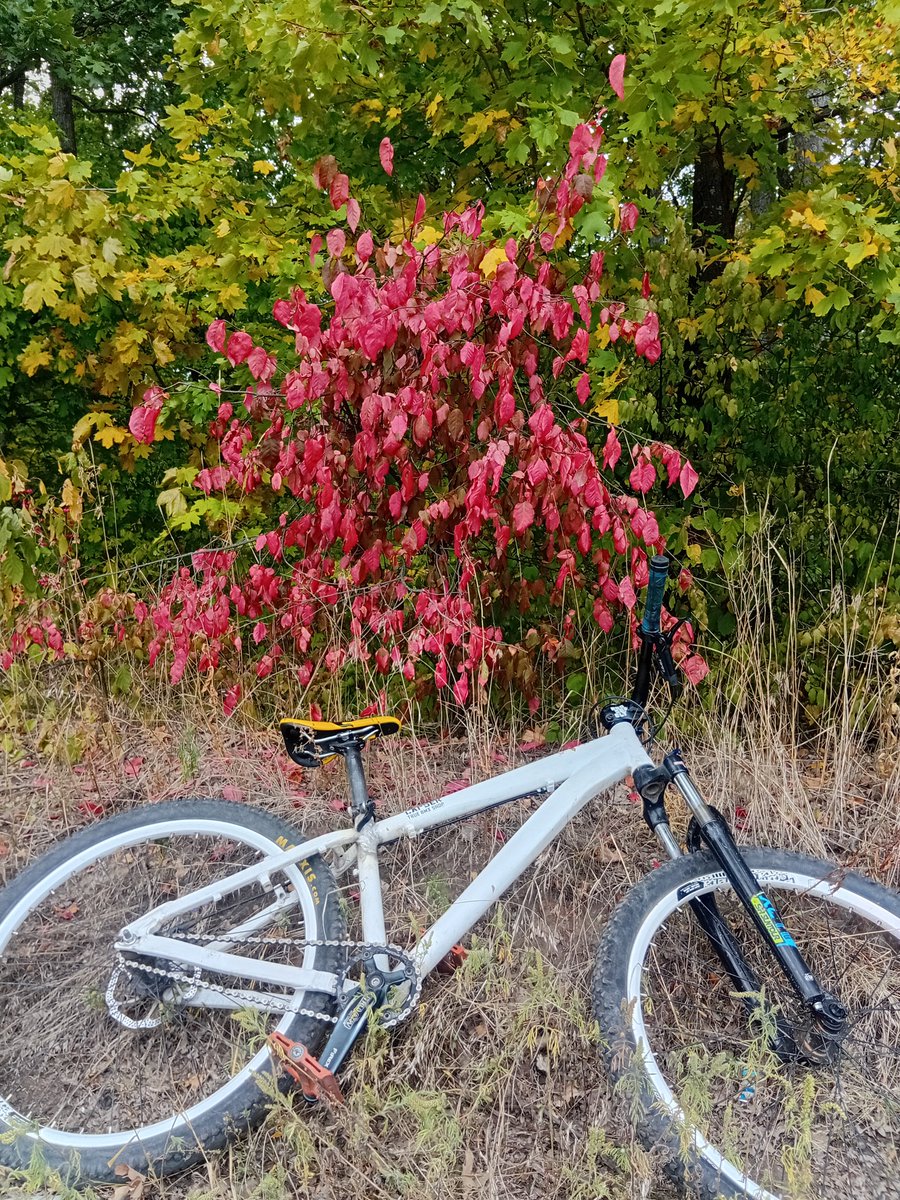 10voltbatt98714's tweet photo. This bush looked so out of place that I decided to take a shot of it https://t.co/spuZTxznRX