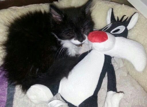 WileECoyoteFan1's tweet photo. Happy Sylvester Saturday https://t.co/6dstXCg3je