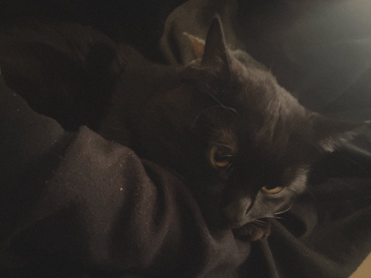 hvyxdee's tweet photo. mentioned going outside today out loud and now bagheera is holding me hostage 😭 https://t.co/j6pguKN31Z