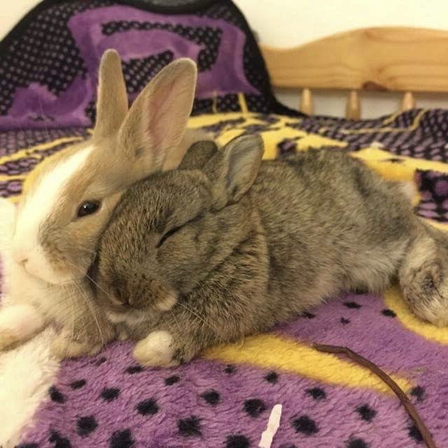 moemizer's tweet photo. happy rabbit dayyyyuy ❤️
this is manakami https://t.co/PFGj7BlfbS
