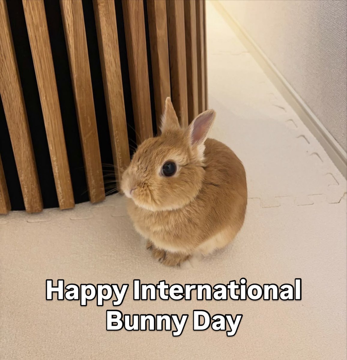 Bunnies's tweet photo. https://t.co/9P3lUmyFjA