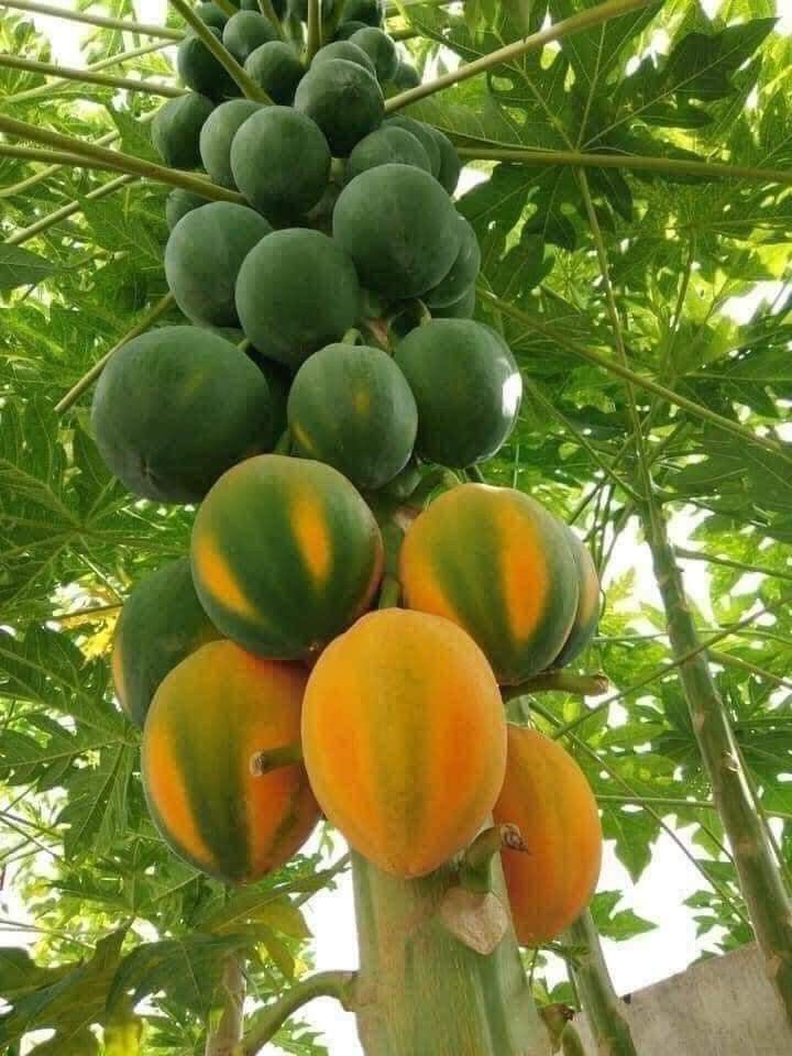 Scottpriscill32's tweet photo. Ghana has beautiful fruits and foods 🥰 https://t.co/5m4cFl4F0B