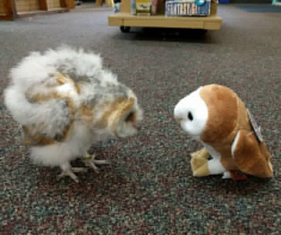SavosAndSavos's tweet photo. Staring contest!!!!! https://t.co/ndrh3g80sX