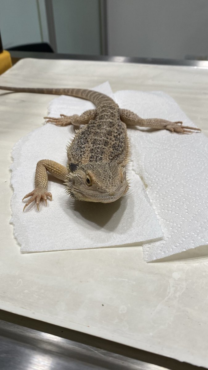 criaderohurones's tweet photo. Las pogonas cuentan con una dieta omnívora dinámica dependiendo de la edad, peso y tamaño. 

#ExoticPetMedicalCenter #HospitalVeterinario @En_laDelValle #CDMX https://t.co/zrc1zT9tyN