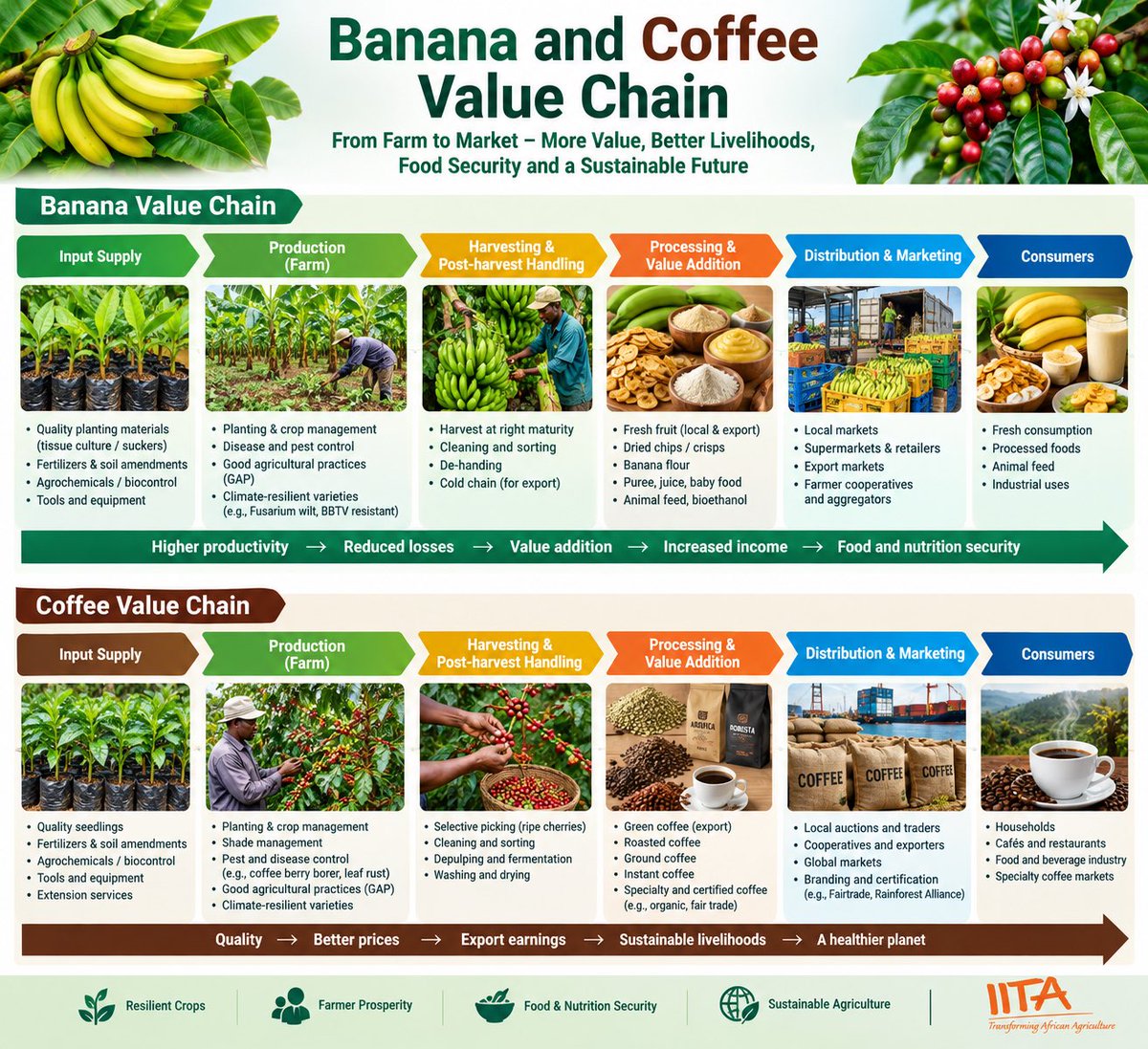 JaindraTripath's tweet photo. Bananas and coffee are the most valuable crops for Africa. @IITA_CGIAR
#Coffee and #Banana for food and income! https://t.co/22pGJ4X7Gj
