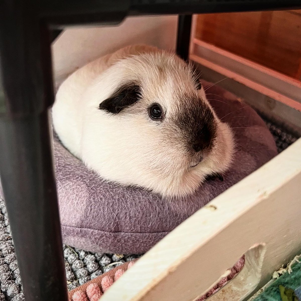 harpermartinezj's tweet photo. Ending Sunday on a cozy note 😴 Marshmallow on a donut 🍩 It looks absolutely delicious! Wishing you a relaxing evening ❤️ https://t.co/b8sU60HqEc