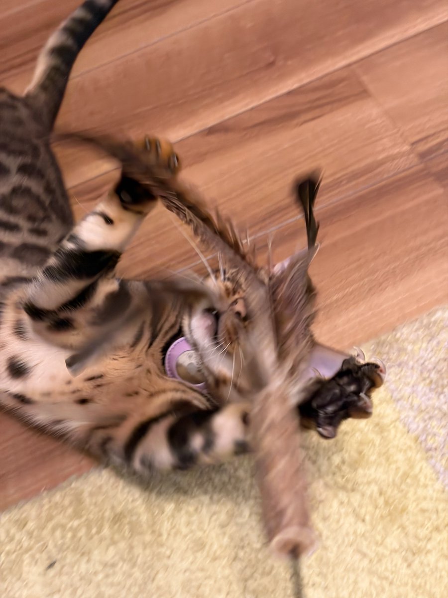 tac0223's tweet photo. ねこ https://t.co/Cb7klXRHAy