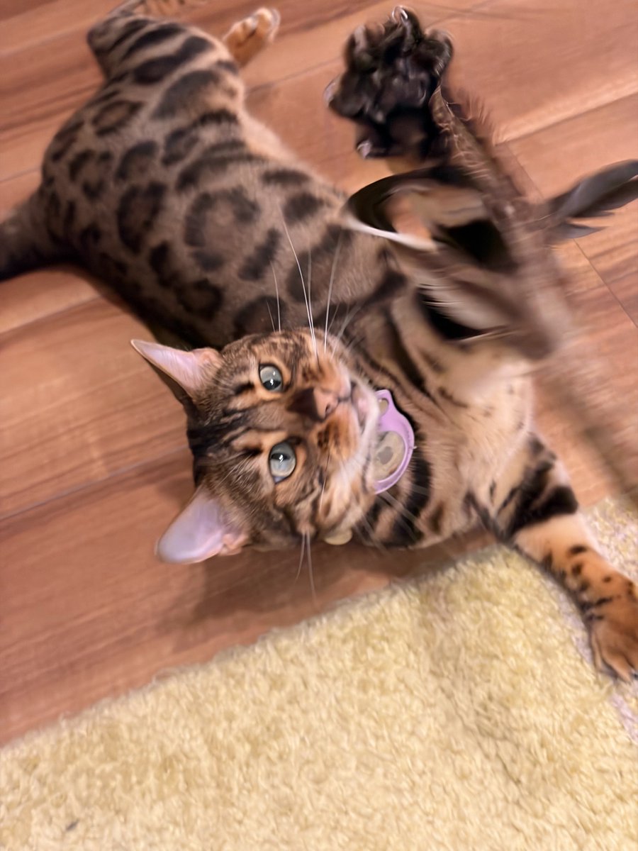 tac0223's tweet photo. ねこ https://t.co/Cb7klXRHAy