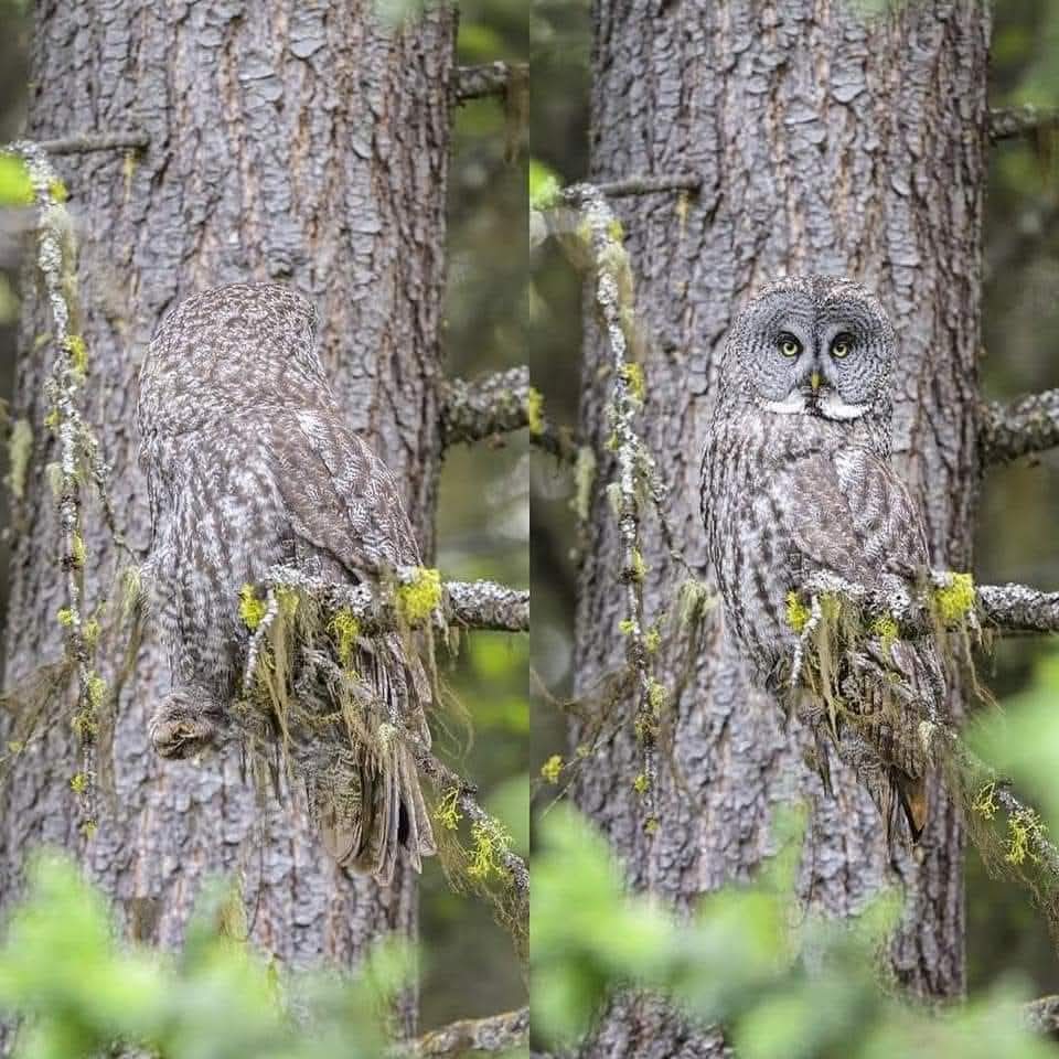 Hana_b30's tweet photo. Wildlife photographer Alan Murphy caught the moment this Great Grey Owl turned its head and shattered its perfect camouflage..
Reminding us that the woods are never truly empty. https://t.co/D4TyrgaCjq