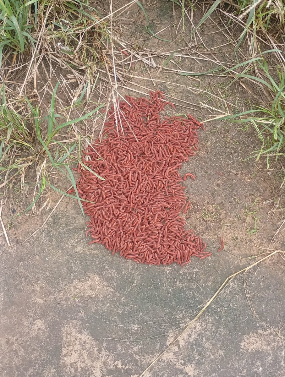 IamGlory_of_God's tweet photo. You’re just walking home and suddenly see THIS on the ground… 💀
Be honest, what’s the first thing you’d think this is? 👀😭 https://t.co/nQnJ5qXzme