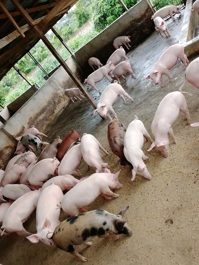 UwaseKeilla's tweet photo. Did you know that  a farmer who feeds once a day constantly may have better control of his pig than a farmer who feed twice a day but constantly changes the time. https://t.co/c58mG7WOwn