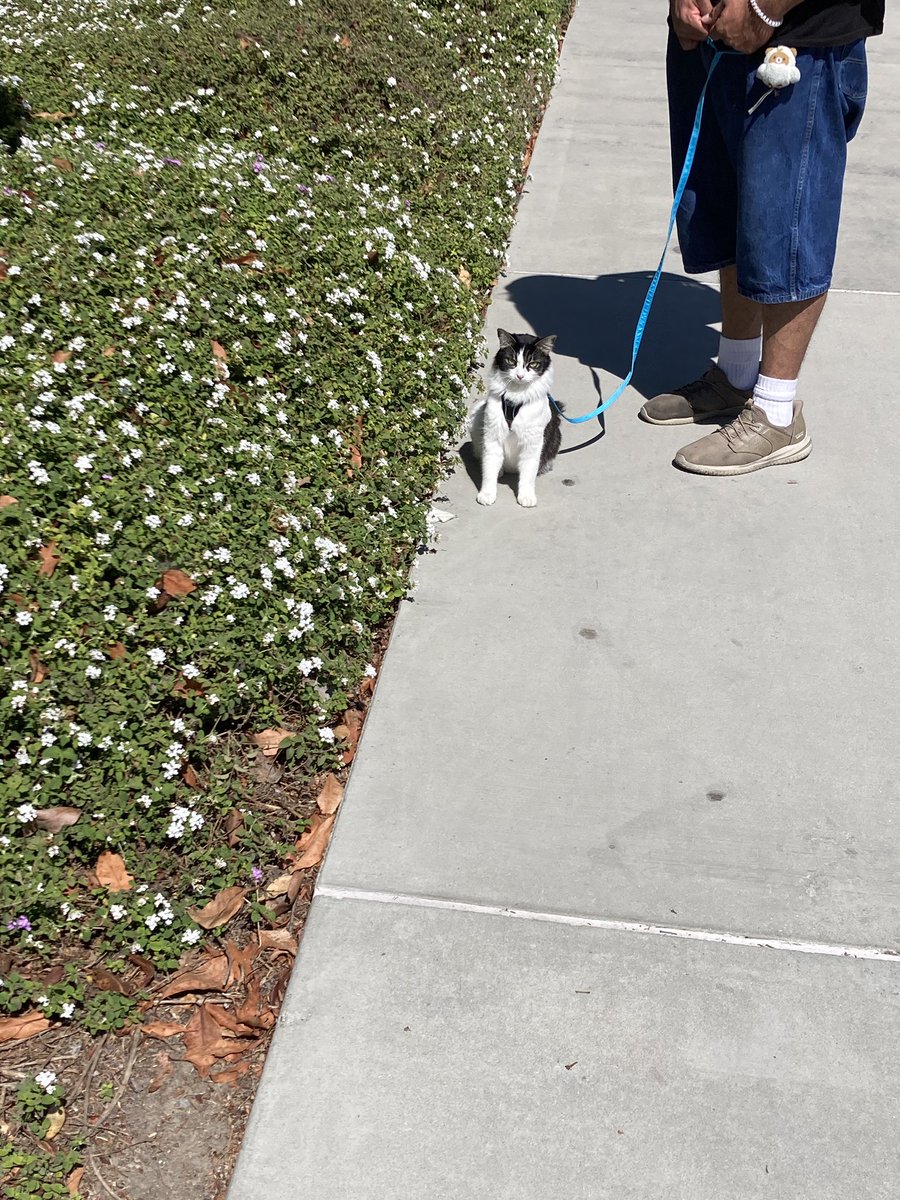 extrafluous's tweet photo. classmate brought their cat to class. best day of my life https://t.co/xJ7FPk1RHy