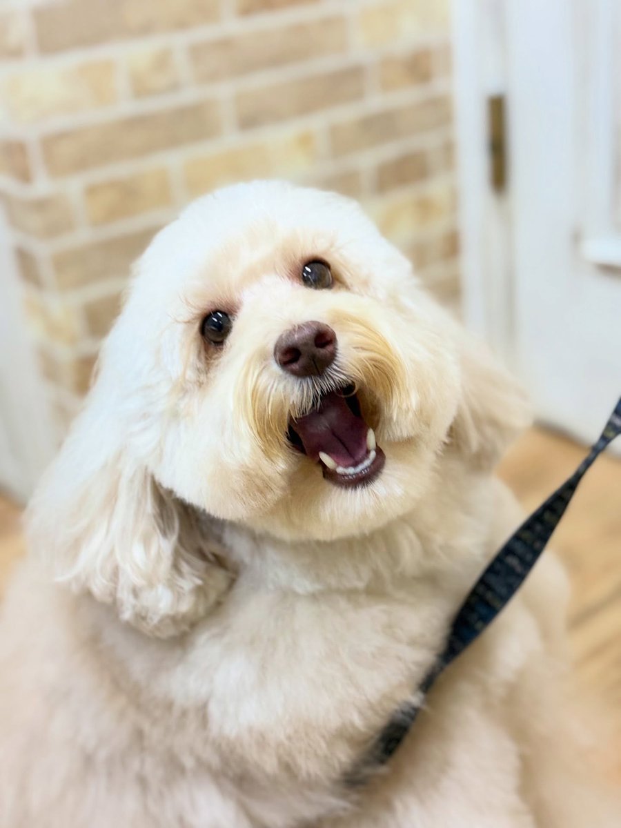 averyyoung5n127's tweet photo. Australian Labradoodle Frits 🐶🐾 
Thank you for visiting us ☺️♡ https://t.co/XHWcIFVU3D