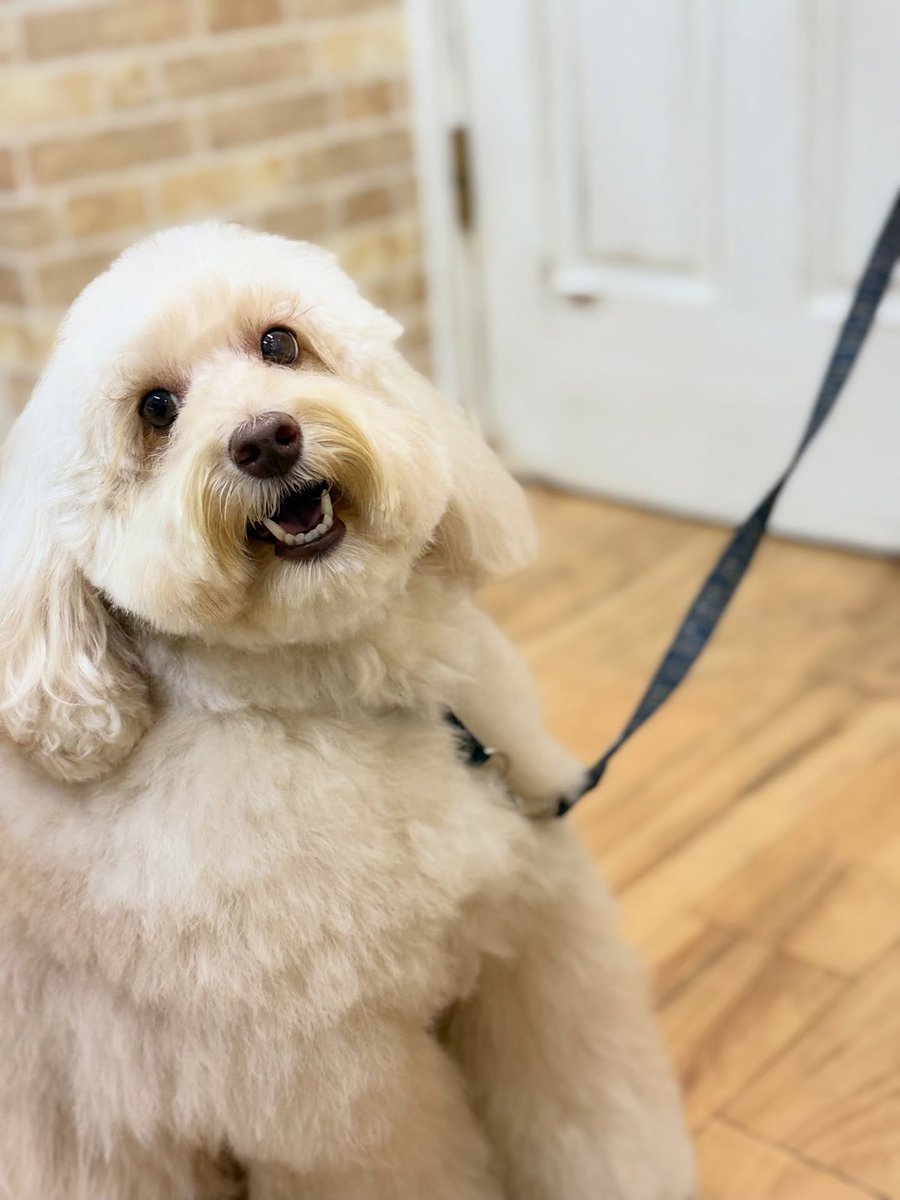 averyyoung5n127's tweet photo. Australian Labradoodle Frits 🐶🐾 
Thank you for visiting us ☺️♡ https://t.co/XHWcIFVU3D