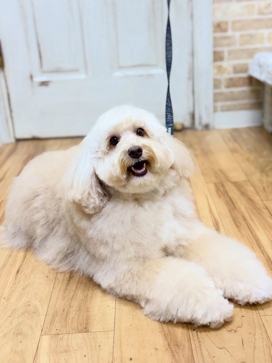 averyyoung5n127's tweet photo. Australian Labradoodle Frits 🐶🐾 
Thank you for visiting us ☺️♡ https://t.co/XHWcIFVU3D