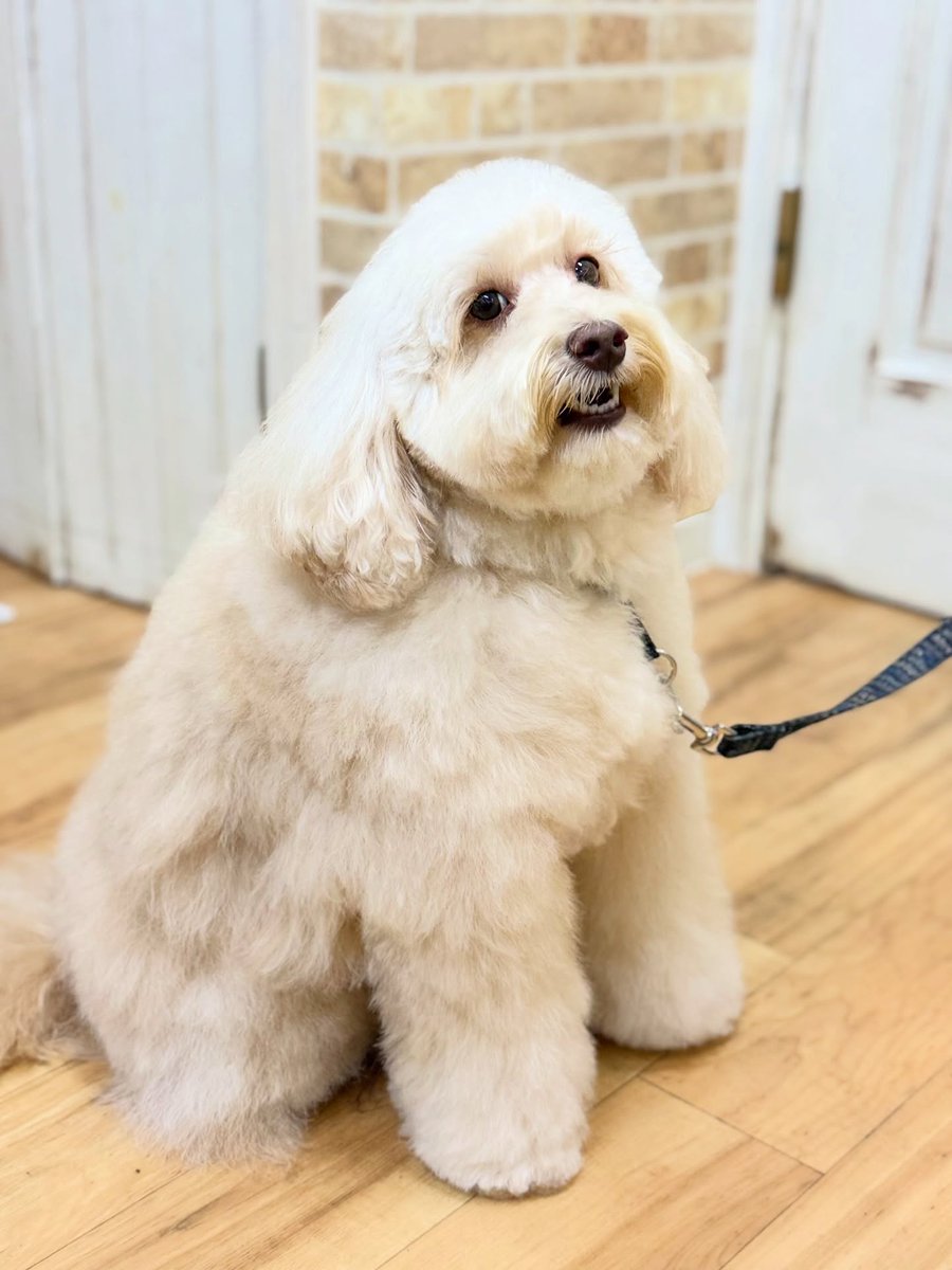 averyyoung5n127's tweet photo. Australian Labradoodle Frits 🐶🐾 
Thank you for visiting us ☺️♡ https://t.co/XHWcIFVU3D