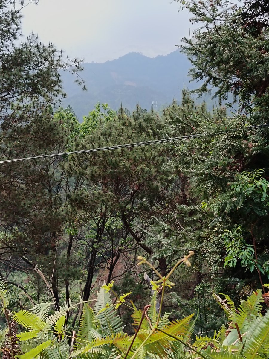 thouy548856's tweet photo. [Song Weiyou finds peace in a quiet pine forest, savoring every gentle moment alone.]， https://t.co/dUZElyTwCb