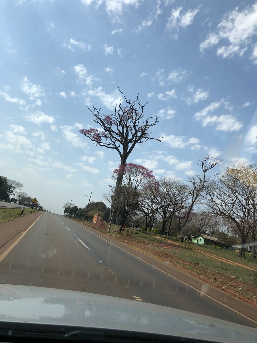 VictorVallovera's tweet photo. Vamos árbol gigante zona Mallorquín. @fabian_1978 hay historia en esto? https://t.co/K4kBWqiH71