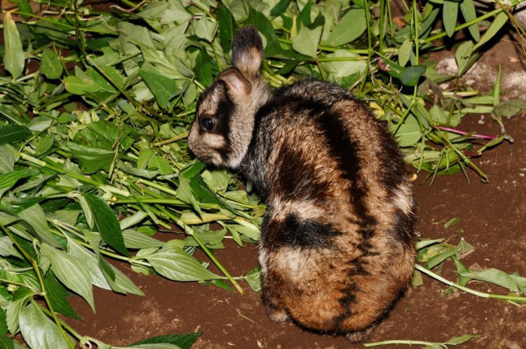 buzzimoss's tweet photo. in honor of national rabbit day here’s one of my favorite leporid species! :-]
sumatran striped rabbits were previously considered critically endangered, but the IUCN is now data deficient on them. habitat loss and the illegal pet trade have been major causes of their decline https://t.co/ZuCSX5DMhh