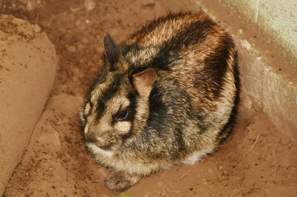 buzzimoss's tweet photo. in honor of national rabbit day here’s one of my favorite leporid species! :-]
sumatran striped rabbits were previously considered critically endangered, but the IUCN is now data deficient on them. habitat loss and the illegal pet trade have been major causes of their decline https://t.co/ZuCSX5DMhh