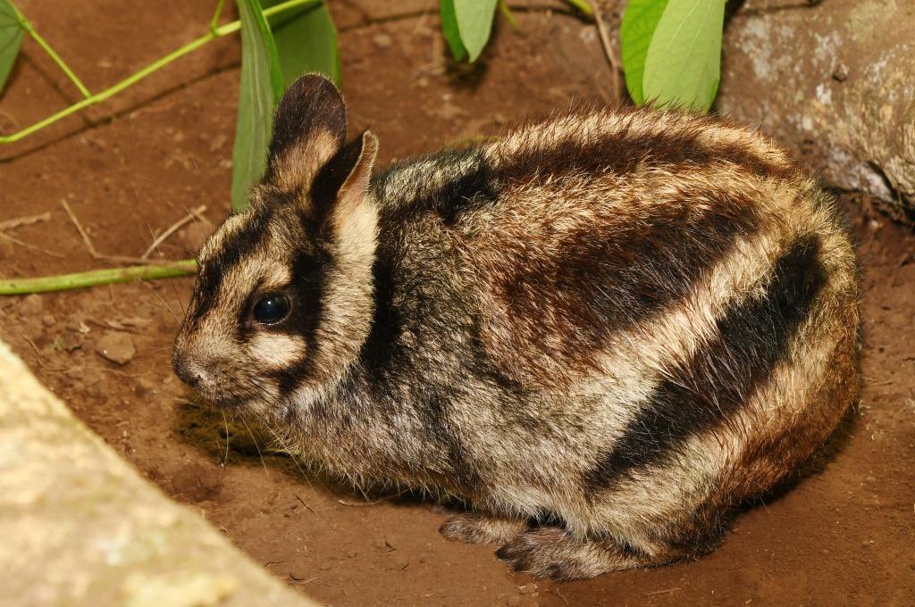 buzzimoss's tweet photo. in honor of national rabbit day here’s one of my favorite leporid species! :-]
sumatran striped rabbits were previously considered critically endangered, but the IUCN is now data deficient on them. habitat loss and the illegal pet trade have been major causes of their decline https://t.co/ZuCSX5DMhh