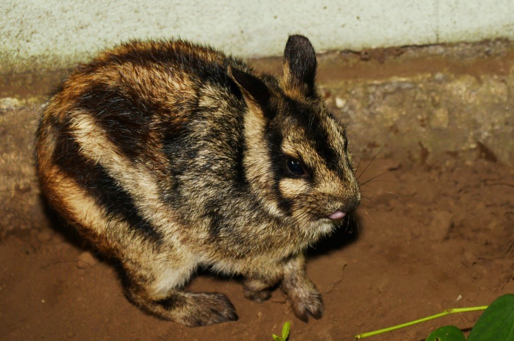 buzzimoss's tweet photo. in honor of national rabbit day here’s one of my favorite leporid species! :-]
sumatran striped rabbits were previously considered critically endangered, but the IUCN is now data deficient on them. habitat loss and the illegal pet trade have been major causes of their decline https://t.co/ZuCSX5DMhh