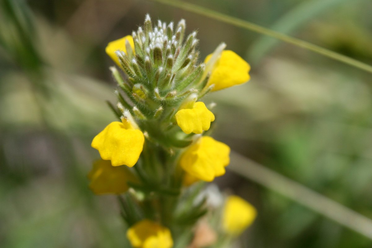 CPCplants's tweet photo. CPC provides free public resources to learn about rare plant species in order to advocate for their protection & conservation. With our #RarePlant Finder tool, you can explore the species within CPC's National Collection. 🔗 Visit: https://t.co/HTd4ruVla6
#SavePlants https://t.co/5yiKJMa1gD
