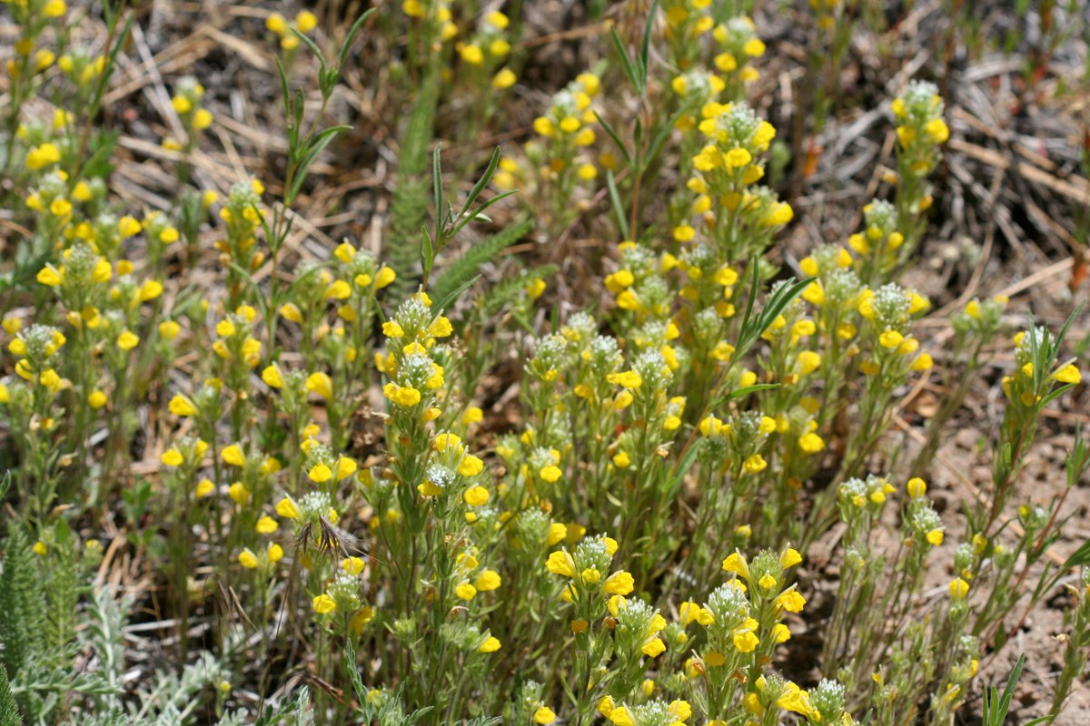 CPCplants's tweet photo. CPC provides free public resources to learn about rare plant species in order to advocate for their protection & conservation. With our #RarePlant Finder tool, you can explore the species within CPC's National Collection. 🔗 Visit: https://t.co/HTd4ruVla6
#SavePlants https://t.co/5yiKJMa1gD