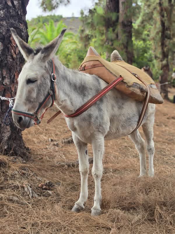 BorjaSenado's tweet photo. I ENCUENTRO INSULAR DE EQUINO ASNAL Y MULAR🫏Hemos vivido una bonita tarde con la llegada de la Burrada 26 a la Montaña de La Breña de Breña Baja después de su salida en la Cruz de El Calvario de Villa de Mazo caminando por la ruta etnográfica a través del GR-130 hasta Breña Baja https://t.co/4kPWllApy6