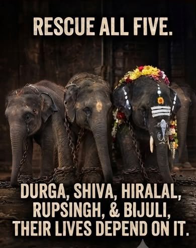 jeevansharya's tweet photo. 🚨🐘 Please save Durga, Hiralal, Shiva, Rupsing & Bijuli.

@CMOTamilnadu @CTR_Nirmalkumar @RameshOffcl

These five elephants deserve safety, freedom and proper welfare assessment not chains and confinement.

🙏 Please intervene. Verify their records, assess their welfare independently, and work toward reuniting them with their mothers and families wherever legally and safely possible.

🐘 Let them live with dignity. Let them be free.

#VerifyTheFive
#WhyTheChains
#NoElephantsInTemples
#StopElephantCaptivity