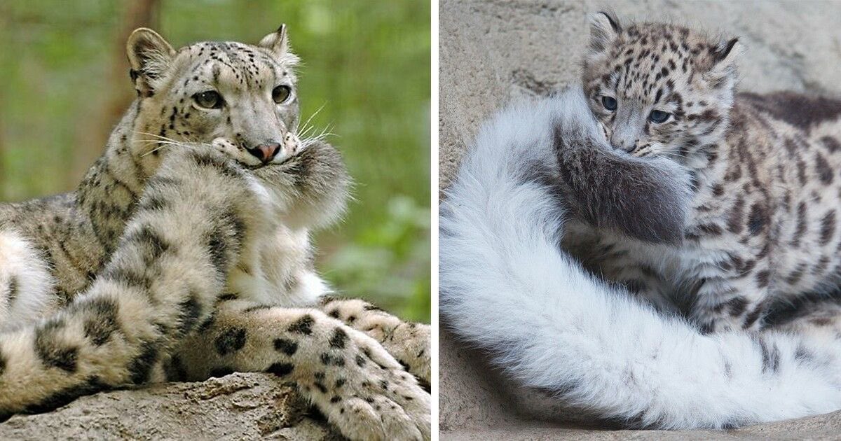 raorapanthera's tweet photo. Snow leopard fact of the day 🐆
They sometimes wrap their fluffy tails around themselves while sleeping to stay warm…built-in scarf!!! 
Cute right 🥺 https://t.co/b4wOj2TCu7